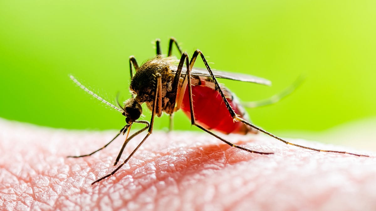 Malaria On Rise In Mumbai: Symptoms And Causes To Watch Out For
