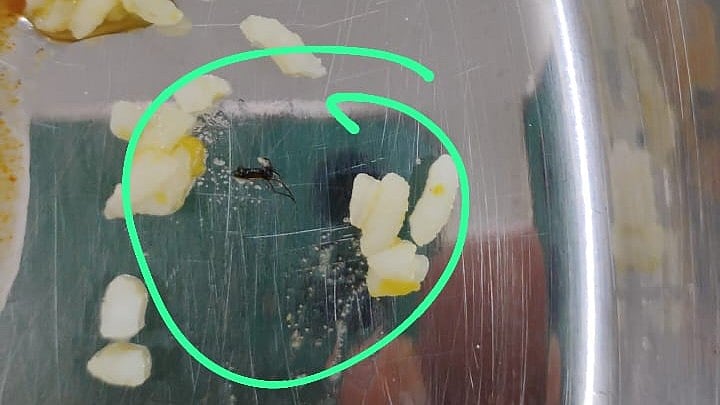 Pune University Hostel Mess Under Fire After Repeated Worm-Infested Meals (Video)