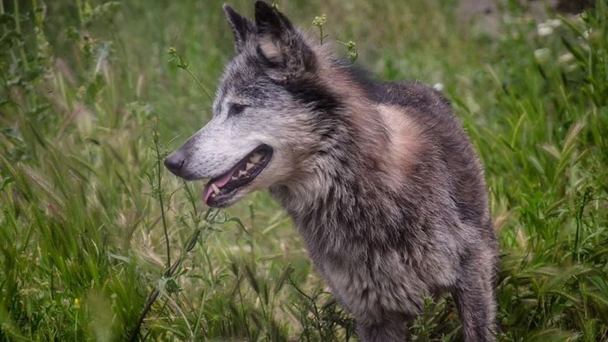 UP: Bahraich Villages Terrorised By Wolf Attacks; Two Young Girls Killed, Nine Injured In 20 Days