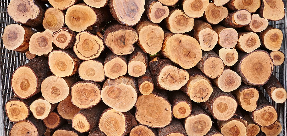 Bhopal News: Stolen Sandalwood Used In Manufacturing Perfume In Kannauj | Representative Image