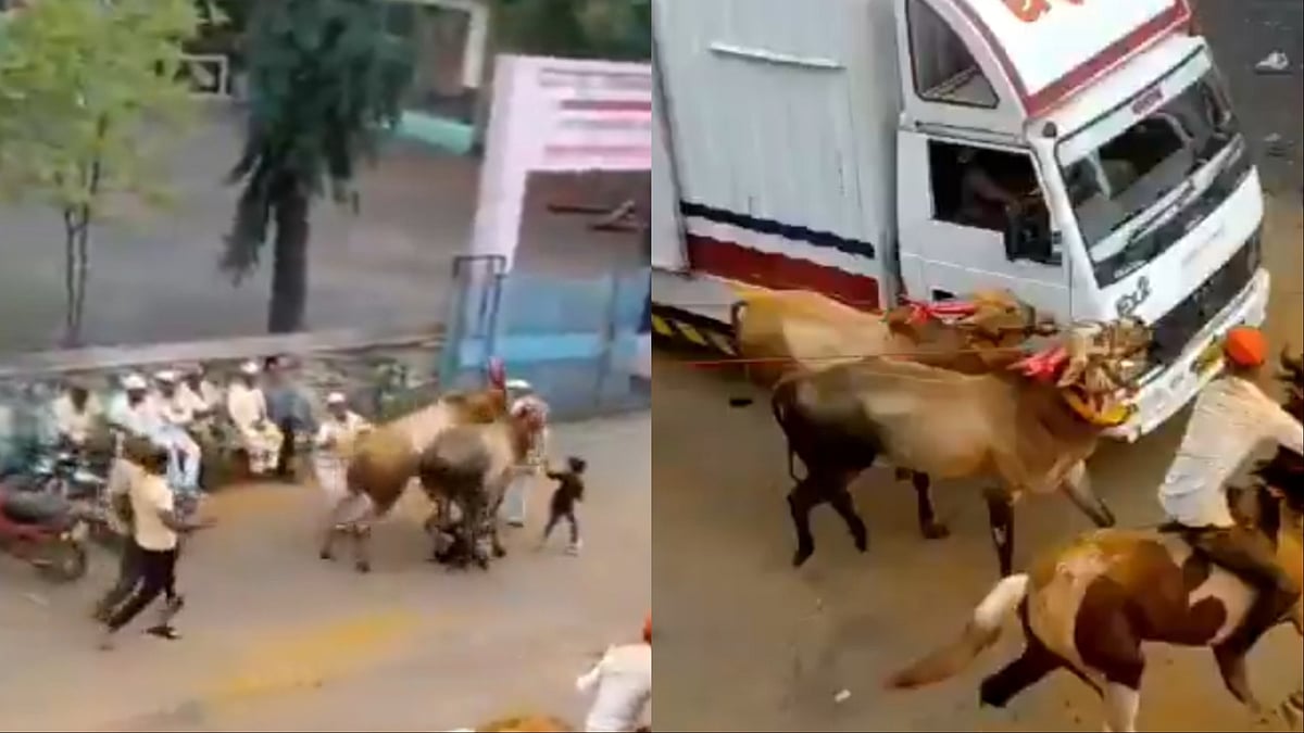 Pune VIDEO: Bail Pola Procession Turns Chaotic; Bull Attacks People In Shirur Taluka's Pimpale Jagtap | Video Screengrab 