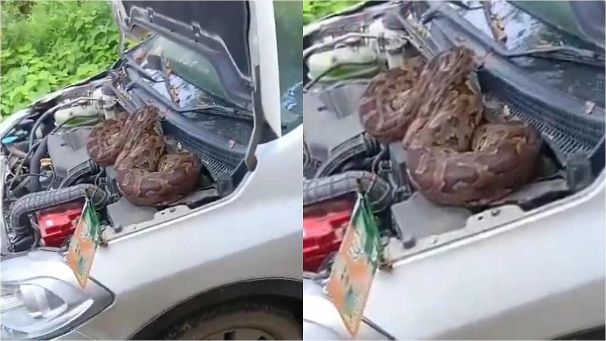 Terrifying VIDEO: 7-Foot Long Python Found In BJP Leader Nagendra Pratap's Wagon R Bonnet In UP's Barabanki; Rescued