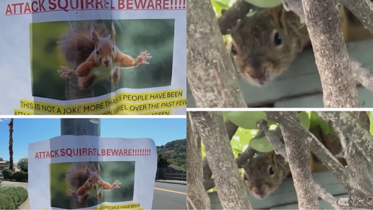 'Vicious Squirrel Attacks' Emerge As New Threat For Residents In California Town, 2 Severely Injured 