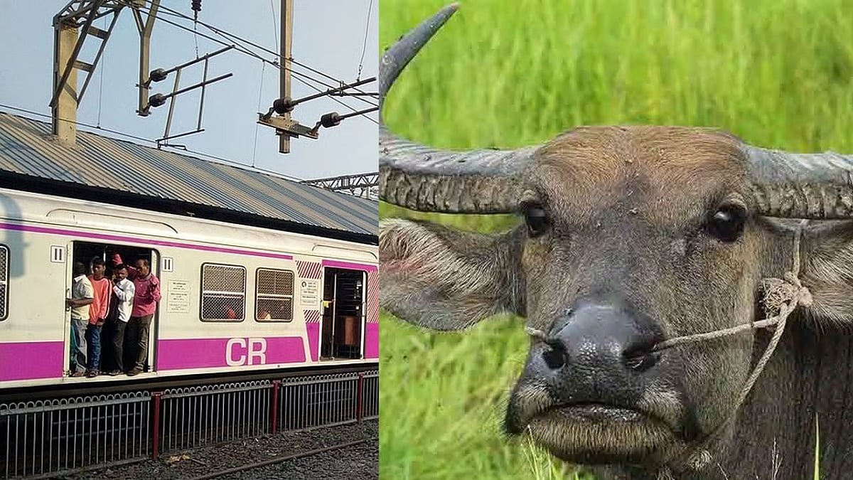 Mumbai News: Train Services Between Vangani And Badlapur Disrupted After Buffalo Hit By Local Train
