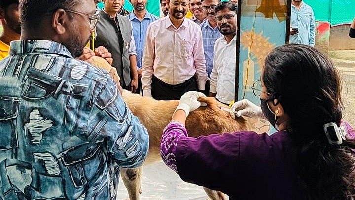 Pimpri Chinchwad: PCMC Vaccinates Over 350 Dogs On Day One Of Week-Long Rabies Prevention Drive