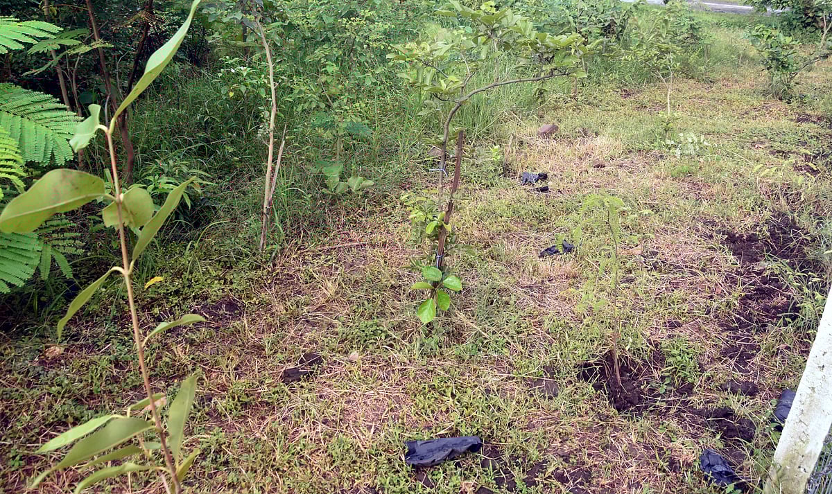 Bhopal News: 'Ek Bagiya Maa Ke Naam'; BMC To Plant 50,000 More Saplings | FP Photo