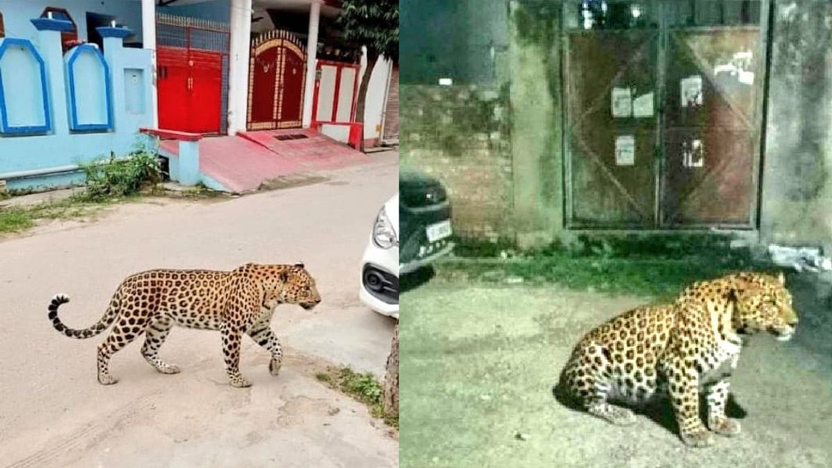 Forest officials and police on alert in Lucknow’s Aashiana locality after a fake leopard photo went viral; a BJMC student was later detained for editing and circulating the image. | Image: X