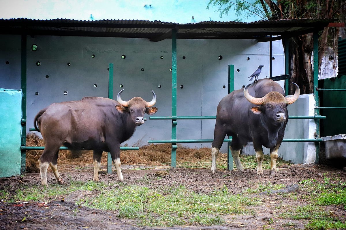 Indore News: Indore Zoo Welcomes Bisons And Ostriches; Qualifies For Giraffe As Well!