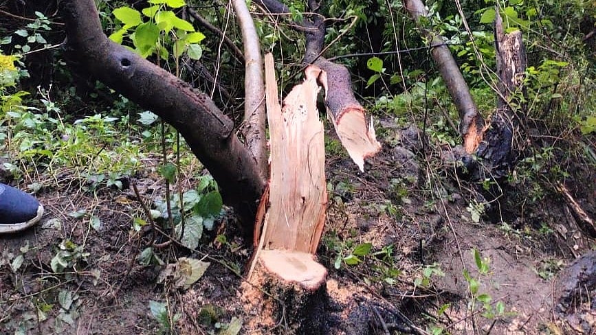 Indore News: Sandalwood Thieves Target Reoti Range, One Arrested After Special Ops
