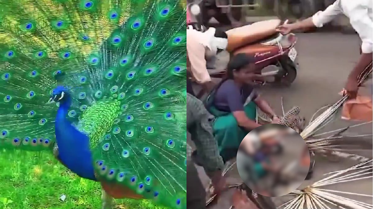 Villagers Gather To Pluck Feathers Of Peacock Met With An Accident Instead Of Saving It; Disurbing Video Triggers Outrage