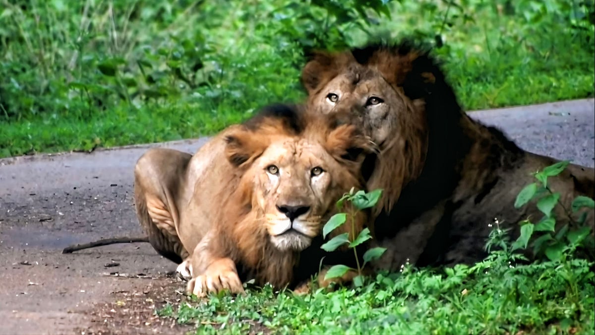 Chhatrapati Sambhajinagar’s Siddharth Garden Zoo Welcomes Lions, Bears & Foxes In Animal Exchange