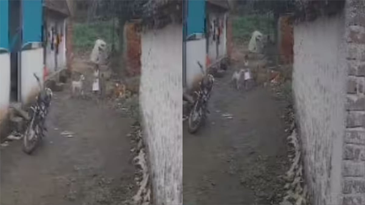 VIDEO: Stray Dogs Attack Girl In Pune’s Khed Taluka; Parents Rescue Her Just In Time
