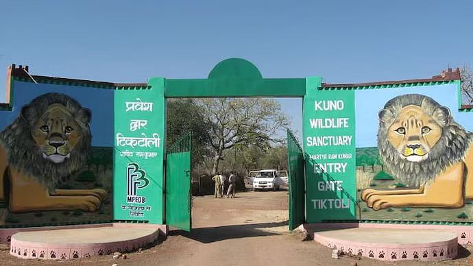 MP's Kuno National Park Starts Cheetah Safari From October 1; Online Booking Open; Check Details
