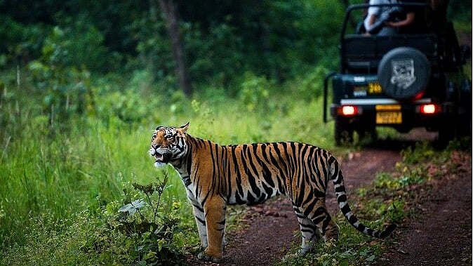 MP News: Wildlife Lovers To Pay More As Safari & Entry Charges Hiked At Bhopal's Van Vihar, Indore's...