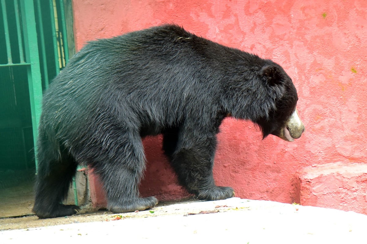 Bear Named Gajendra