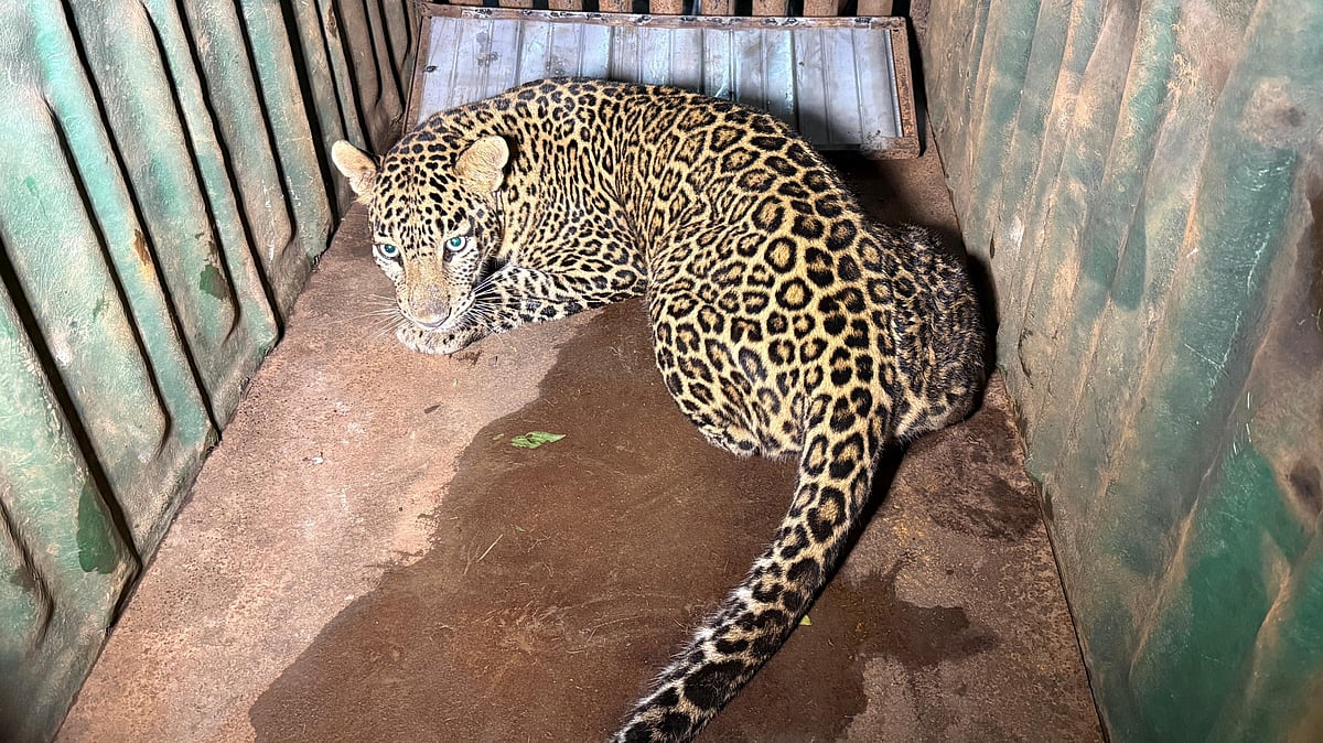 After Week-Long Effort, Forest Department Captures Leopard In Nashik's Artillery Centre | 