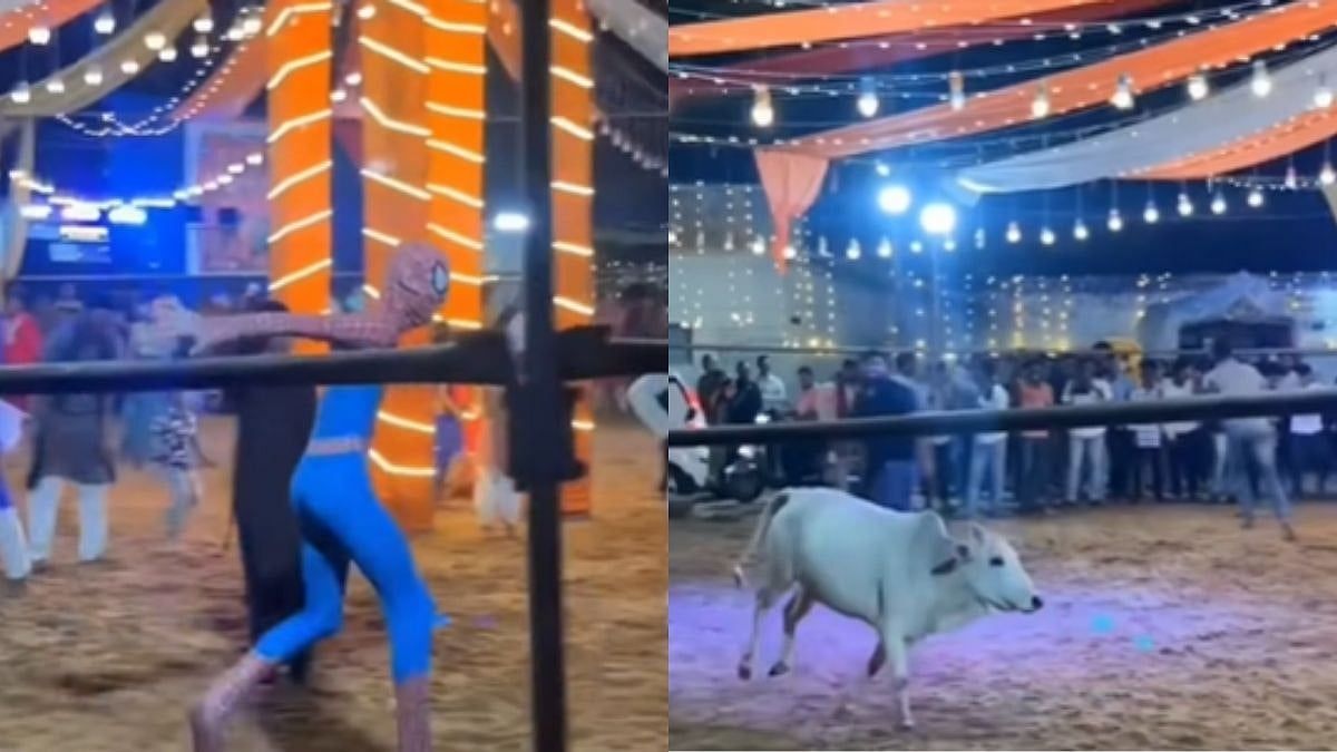 Chaos Erupts As Cow Storms Into Garba Pandal, ‘Spider-Man’ Arrives For Rescue, Here's What Happened Ahead - Hilarious VIDEO Surfaces