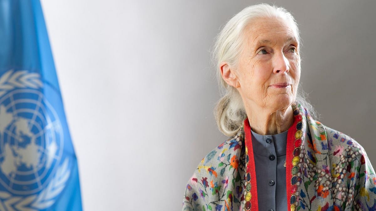 Dr Jane Goodall, World-Renowned Primatologist & Conservationist, Passes Away At 91 | X @UN
