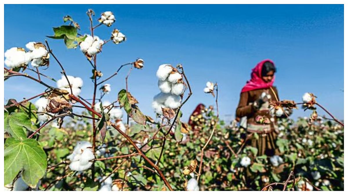 Government Sets Up 550 Cotton Procurement Centres, Ensuring Accessibility For Farmers & Logistical Efficiency