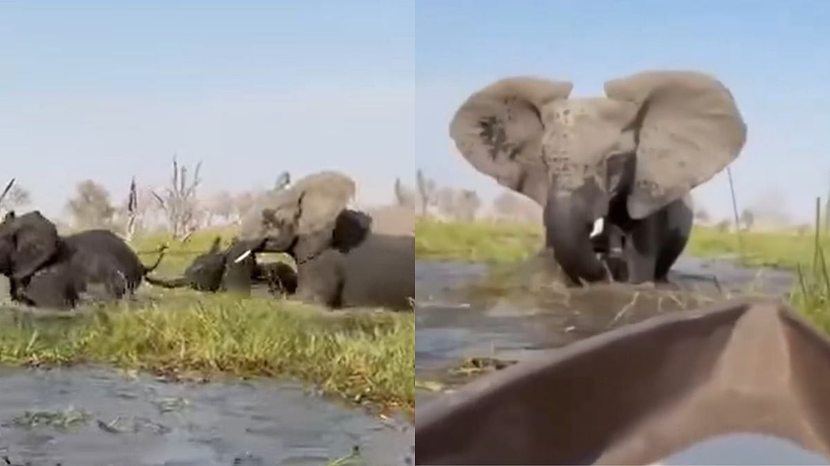 WATCH: Wild Elephant Flips Tourists' Safari Boat In Botswana; Traps Woman Under Water | Facebook @Namushanawa Nyambe