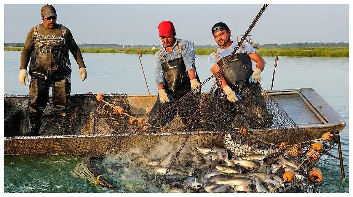 India Becomes World’s Second-Largest Fish Producer, Contributes 8% To Global Output, Ranking...
