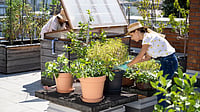 Native Plants Thrive in Gardens Worldwide