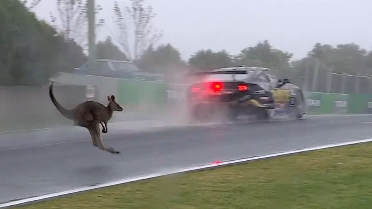 Bathurst Racer Kai Allen Narrowly Avoids Clash With Wild Kangaroo While At 200 Km/hr Speed|...