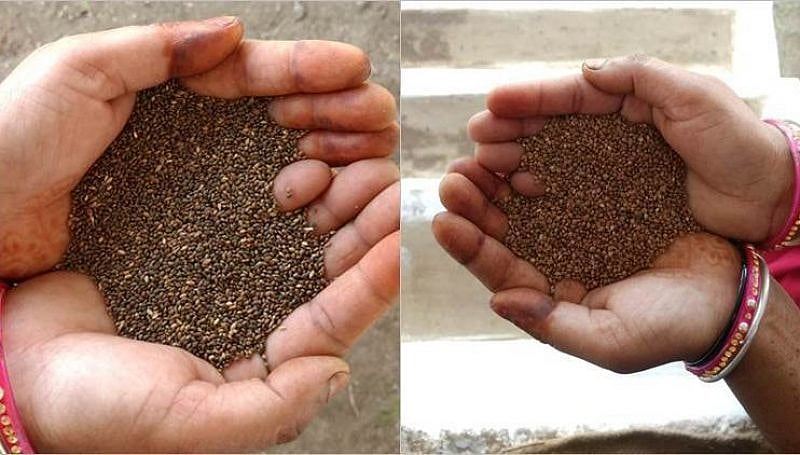 MP News: Govt To Procure Kodo Kutki For First Time; Cabinet Approves Procurement From Districts...