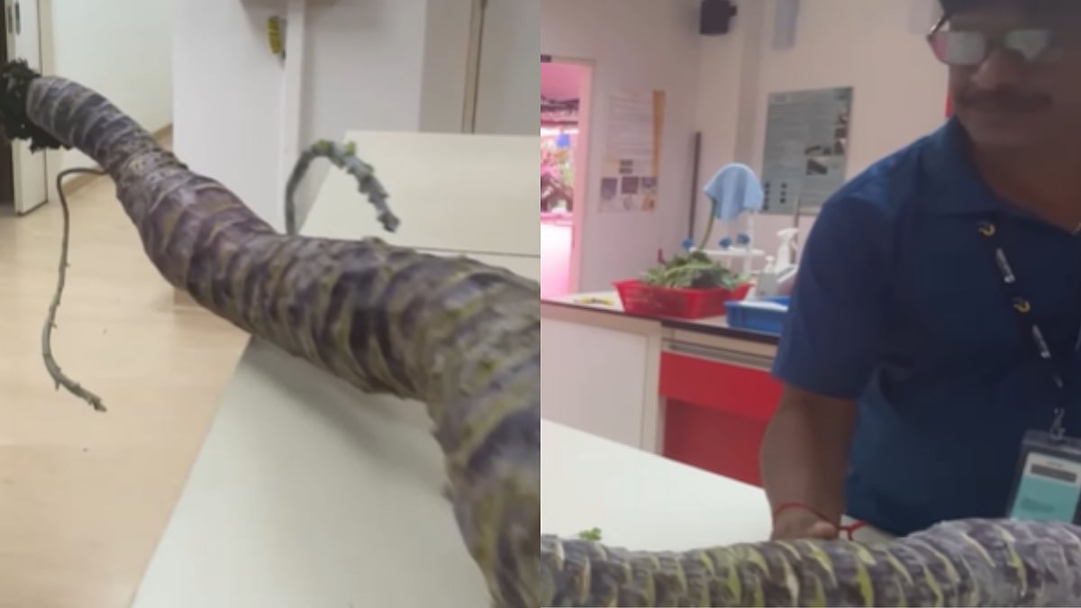Malaysia Man Sets Guinness World Record For Growing World's Longest, 7.3 Foot Kohlrabi; Netizens...