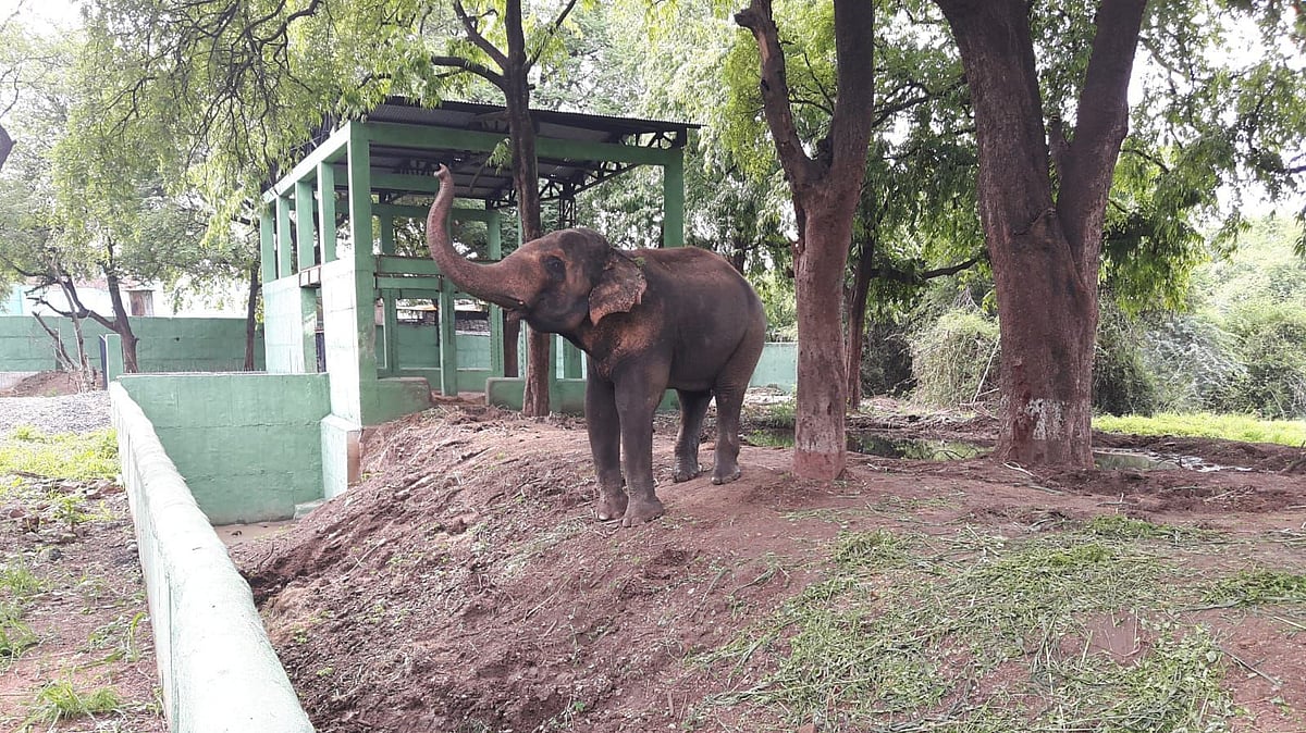 Indore News: Public Outcry Stops Moti’s Transfer To Vantara