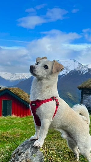 Rescue Pup Becomes Most Travelled Dog In The World: Owner Quits Job To Tour With His Pet