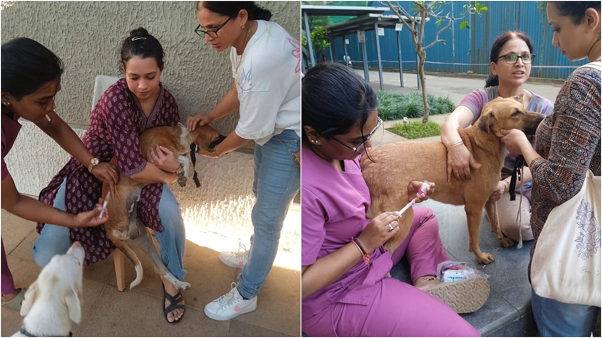 TMC directs Lodha Amara township to add two animal feeding spots to reduce conflicts