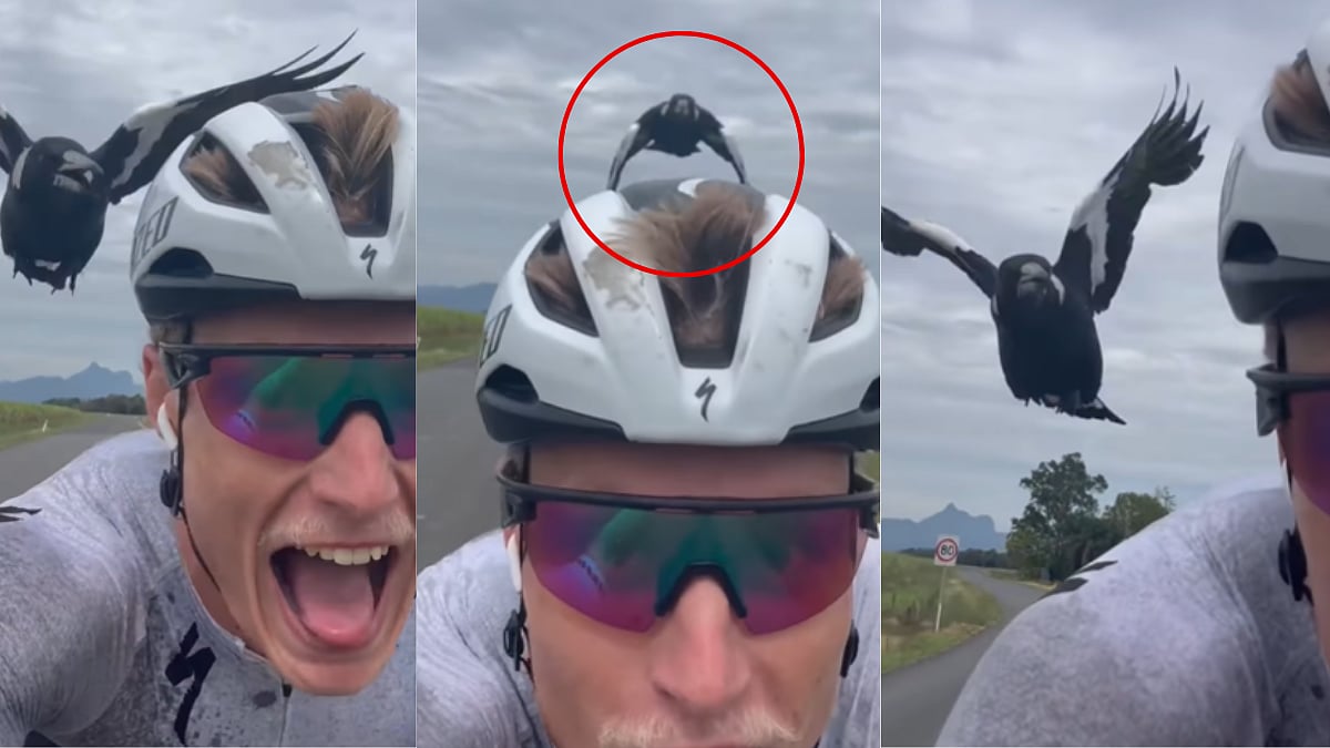 Australian Triathlete Gets Attacked By Swooping Magpie During Cycling, Suffers Bloody Ear Injury;...