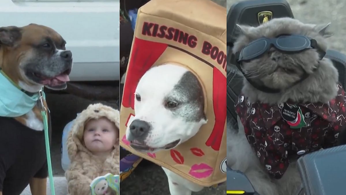 Costumed Dogs Get Their Chance To Trick-Or-Treat At Annual Halloween Event In Michigan; Adorable...