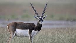 MP News: Operation Capture Black Buck Postponed Till Day As Robinson Chopper Could Not Reach Timely