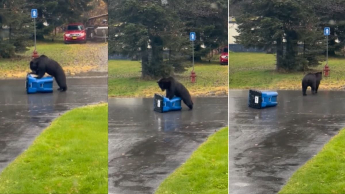 Massive Bear Tries To Break Into Trash Can In Alaska, Ends Up Giving It ‘CPR’ In Hilarious Viral...
