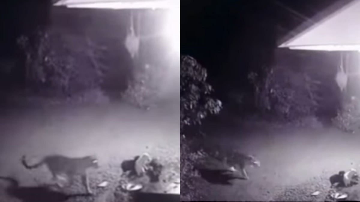 On Camera: Leopard Drags Away Pet From House Compound In Kanjirapuzha