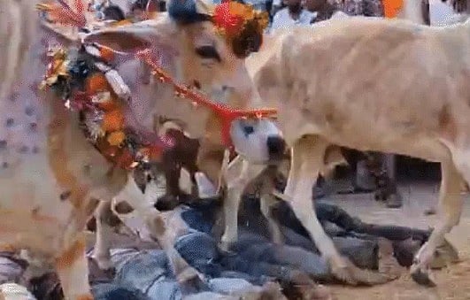 MP News: Cows Run Over Villagers In Unique Century-Old Govardhan Puja Tradition In Ujjain