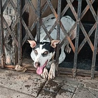 Stray Dog Found Starving Behind Iron Gate Near Mumbai HC; Rescued