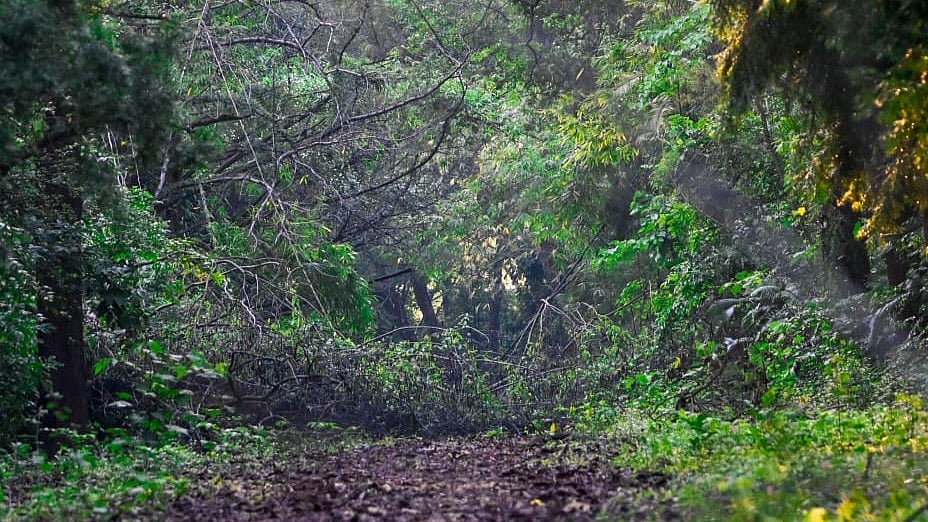 India Moves Up To 9th Position Globally In Forest Area