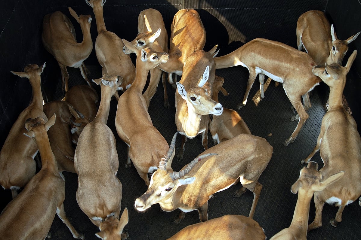 MP News: 69 Blackbucks Trapped Using Boma Technique; 148 Caught So Far In Operation Blackbuck In...