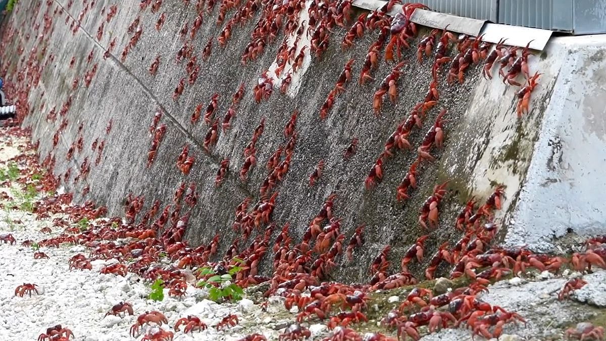 Australian Island Turns Red: Millions Of Red Crabs Take Over Christmas Island's Road As Annual...