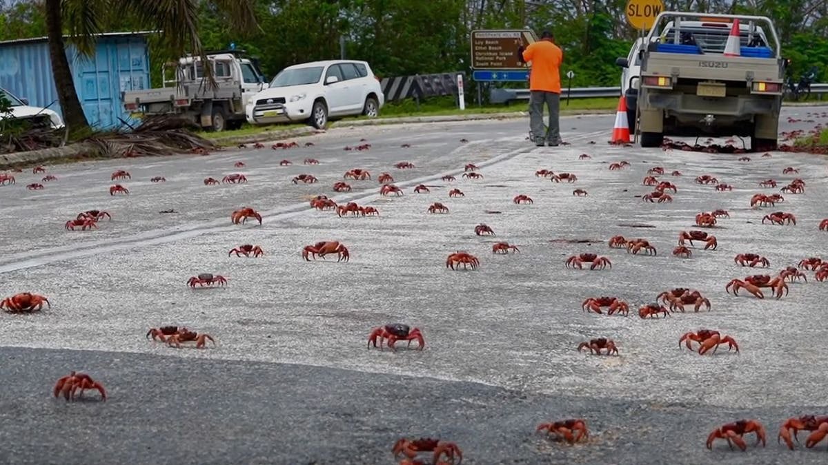 Red Crabs