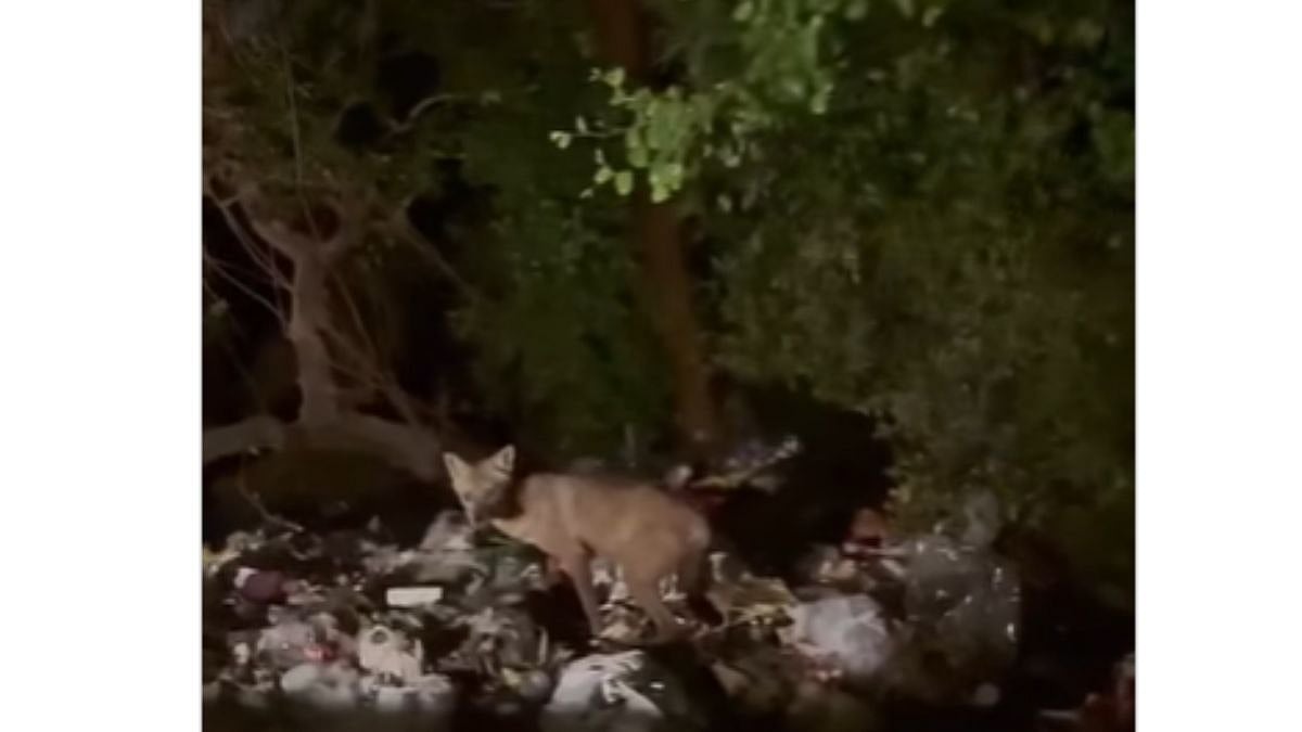 Vasai-Virar News: Indian Fox Spotted Near Chikhal Dongari Jetty, Seen Eating Trash; Video Goes Viral