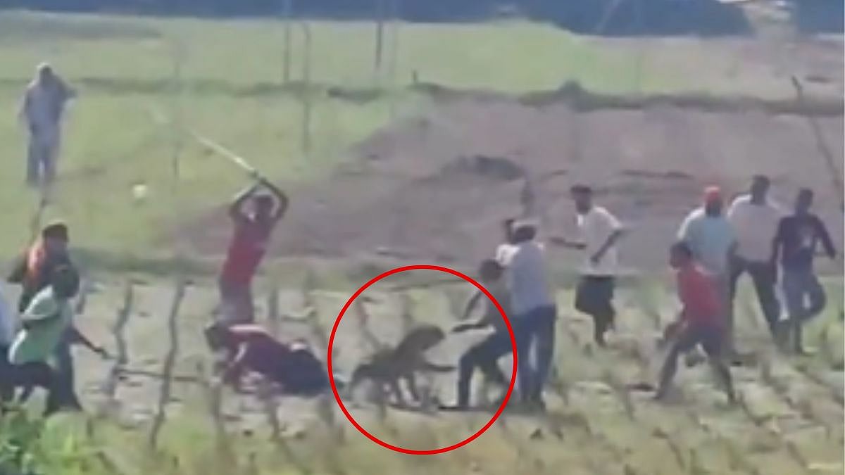 Himachal Pradesh: Villagers Thrash Leopard With Sticks In Haroli; 3 Injured – Video