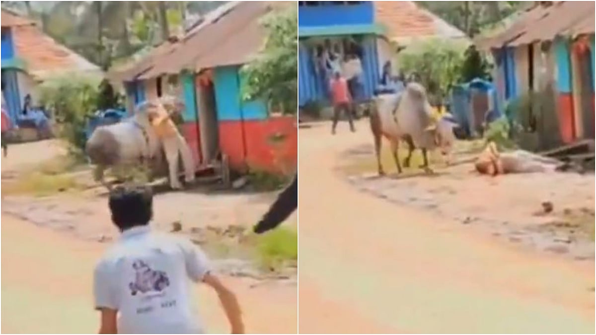 Karnataka: Decorated Bull Attacks Former MLA Outside His House During Hori Festival In Shivamogga; VIDEO Viral