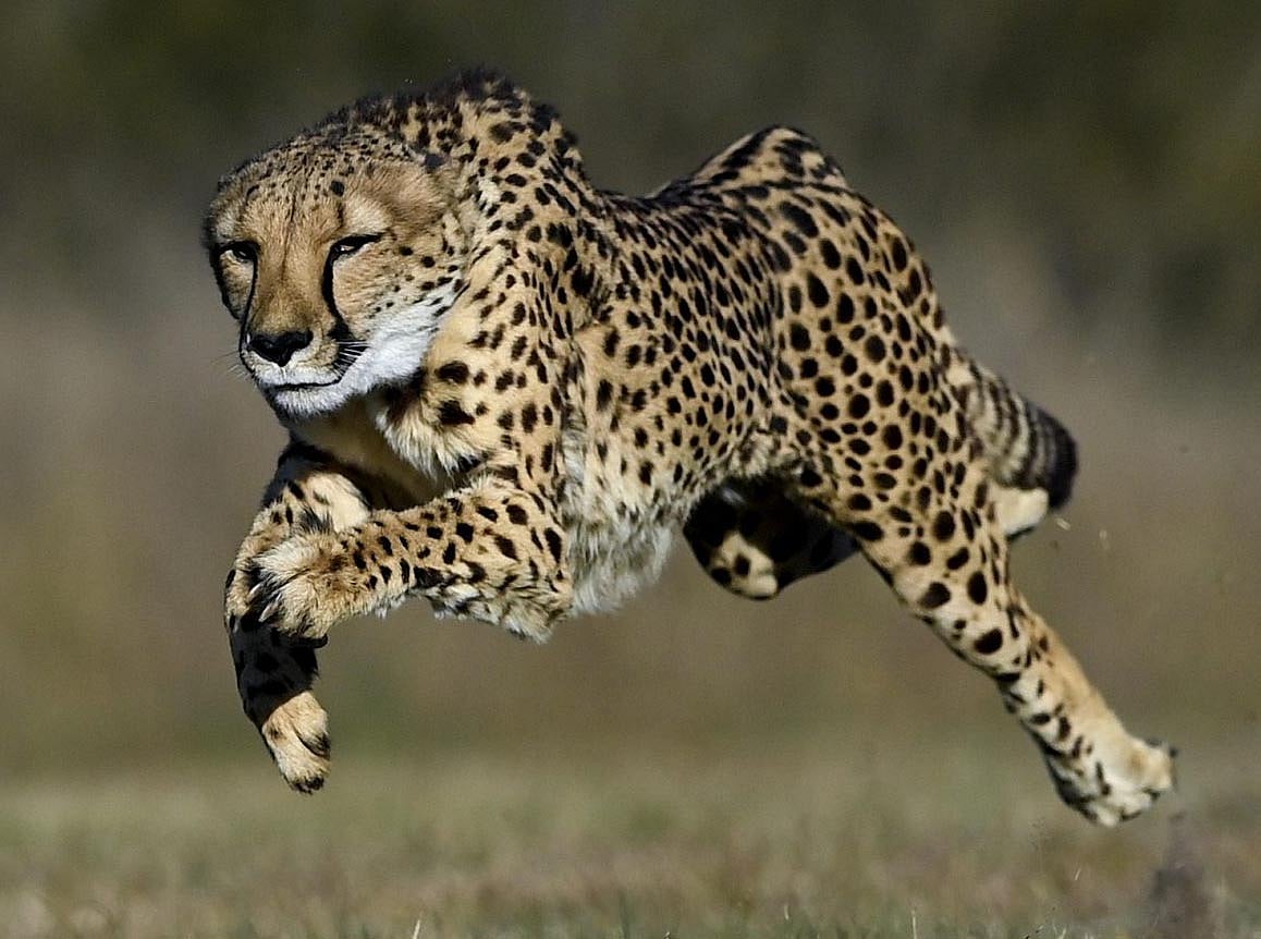 MP News: Wildlife Conservation; Third Habitat For Cheetahs In The State; Nauradehi Gets Nod To Build...