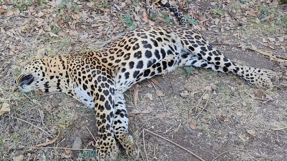 Nashik: Speeding Vehicle Kills Leopard On Trimbakeshwar Road; Driver Flees | Sourced (Representative Pic)