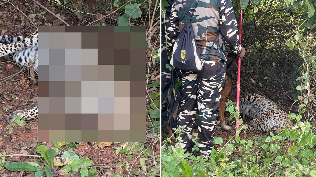 MP News: Leopard’s Carcass Found In Jabalpur Sans Teeth & Claws; Police Suspect Bigger Conspiracy
