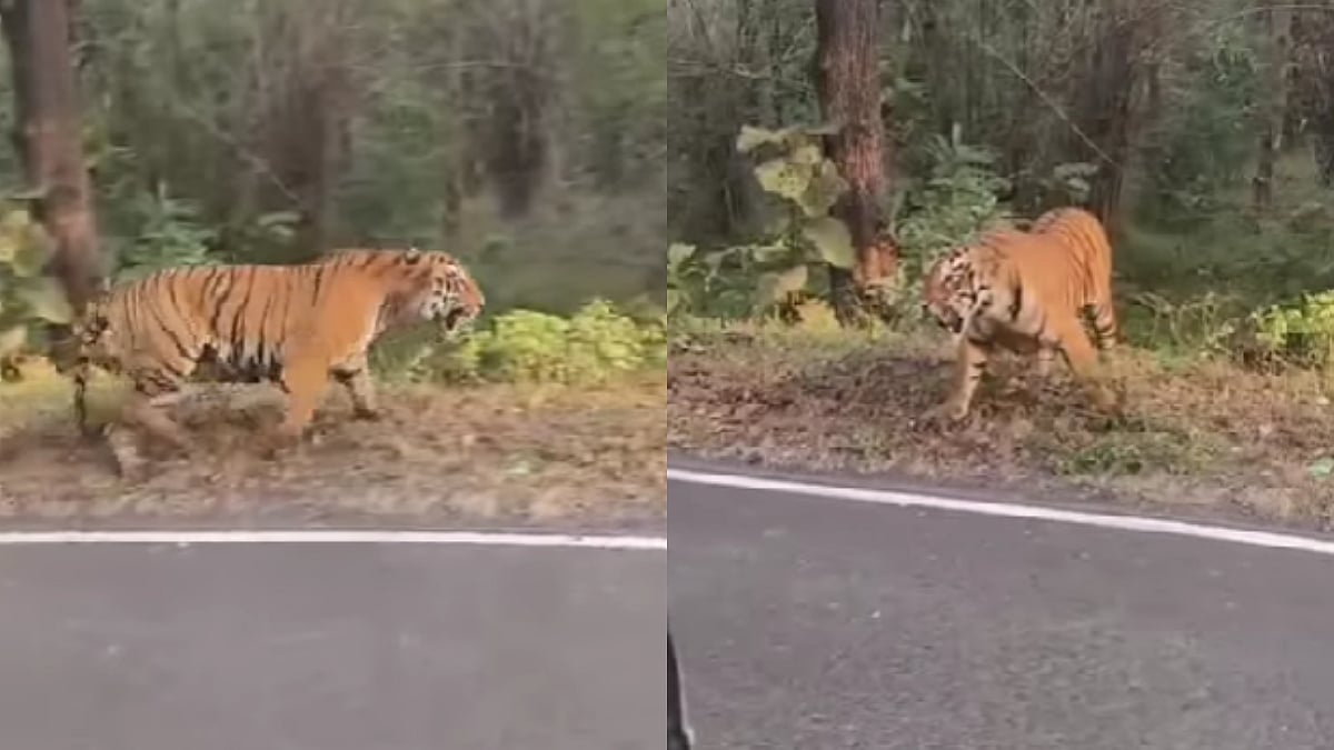 Chilling Footage Shows Commuters Narrowly Escaping Deadly Attack From Female Tiger At Tadoba Reserve | WATCH